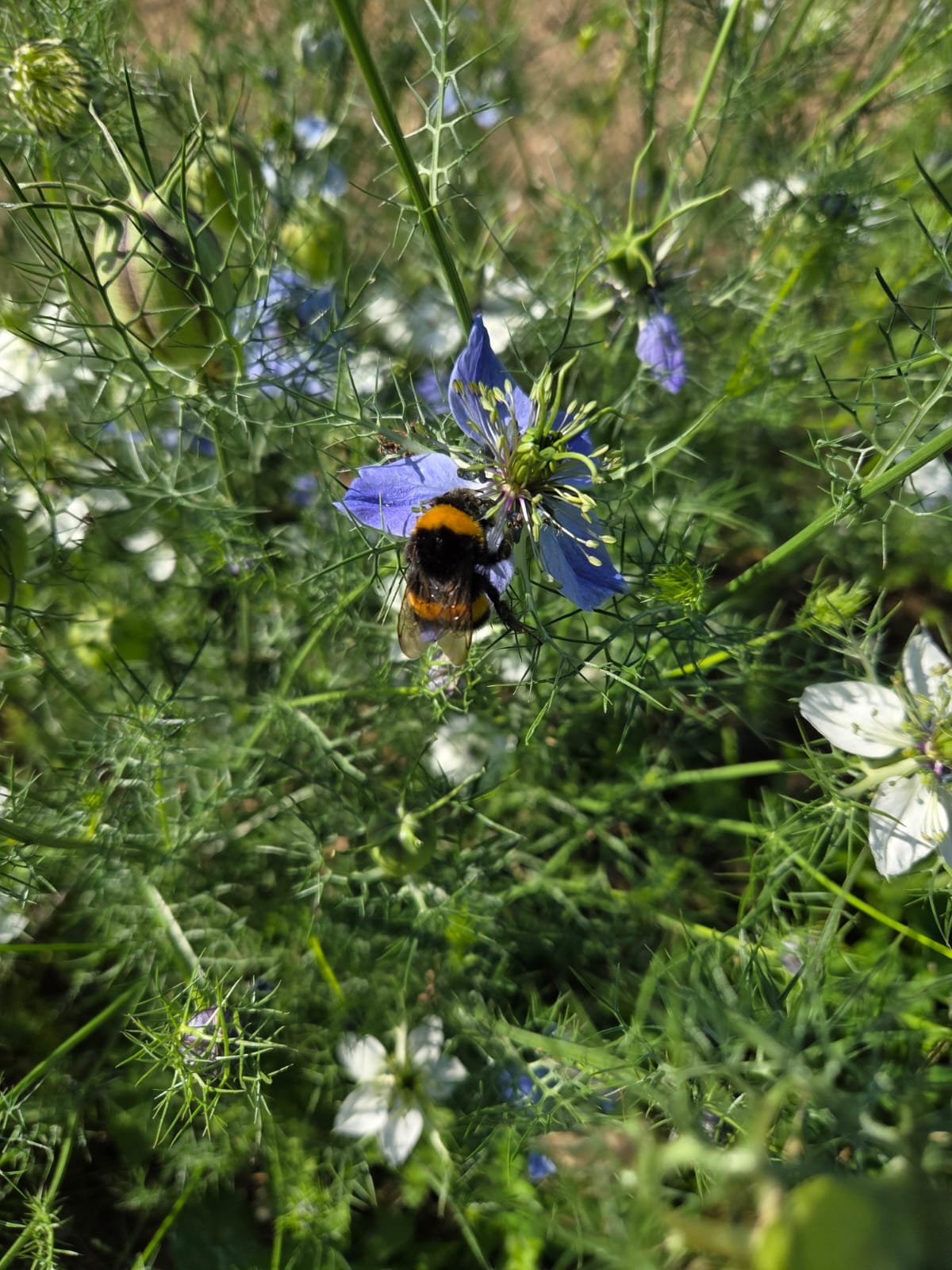 Pluktuin