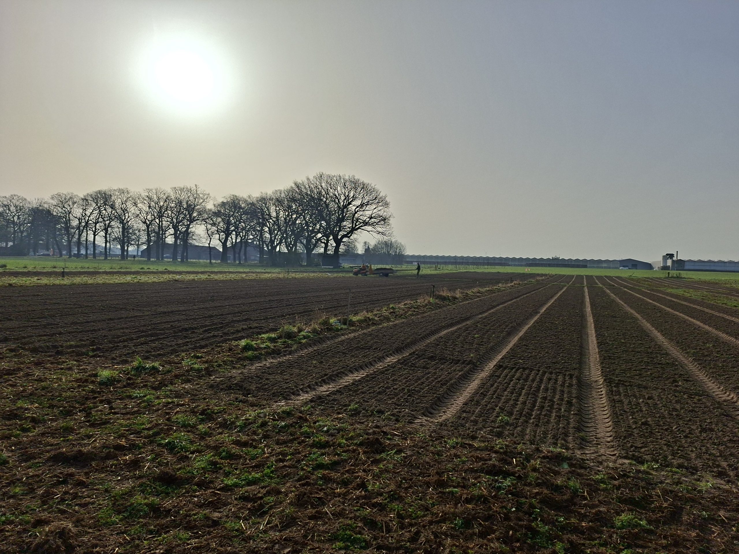 Groententeelt (1)