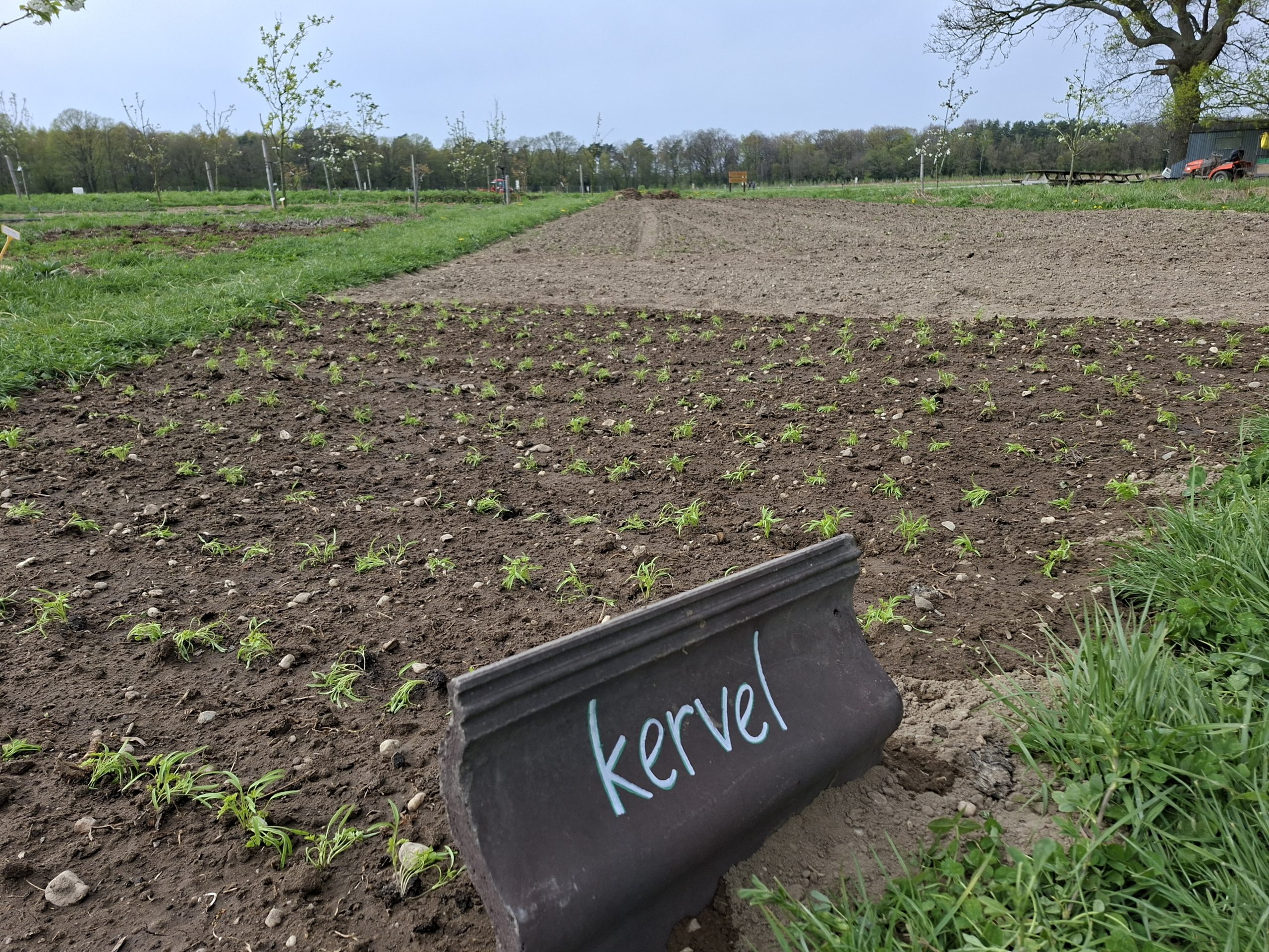 Dakpan Kervel